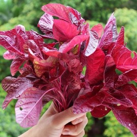 White 1000-2000 Varieties Red, Green, Red Stem, White Amaranth  Chinese Spinach Seeds - 2000+ Red Leaf