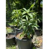 Tree Haden Mango Grafted Tree 2-4 Ft Tall. Ship To