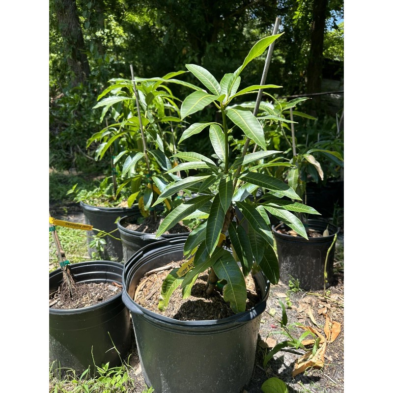 Tree Haden Mango Grafted Tree 2-4 Ft Tall. Ship To