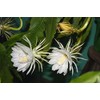 White Queen of The Night Orchid Cactus Cutting, Epiphyllum Oxypetalum