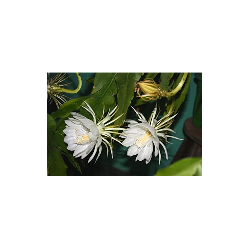 White Queen of The Night Orchid Cactus Cutting, Epiphyllum Oxypetalum
