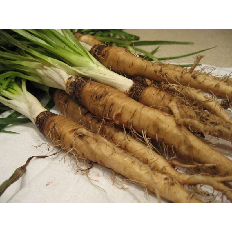 NIKA SEEDS - Vegetable Oat Root Salsify - 100 Seeds