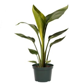 American Plant Exchange Live Bird of Paradise – 6-Inch Pot – Tropical Houseplant with Large Bold Green Leaves, Easy Care Indoor Plant for Homes, Offices, Patios & Jungle-Inspired Décor