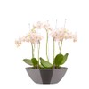elho Brussels Diamond Oval 36 - Flower Pot for Indoor