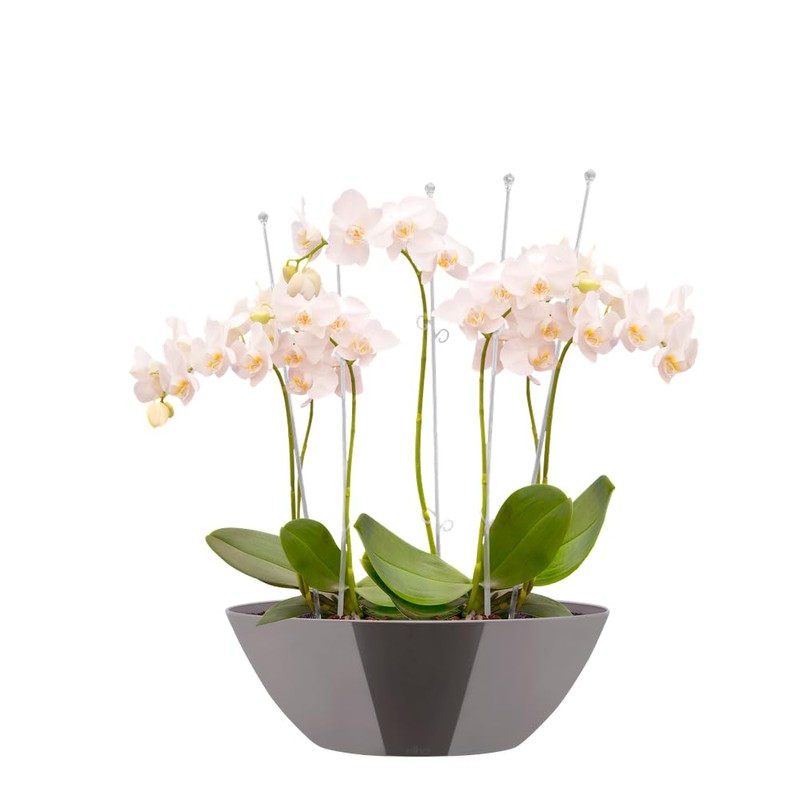 elho Brussels Diamond Oval 36 - Flower Pot for Indoor