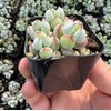 Live Cotyledon Pendens Plant - Trailing Succulent - Cliff Cotyledon