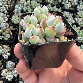 Live Cotyledon Pendens Plant - Trailing Succulent - Cliff Cotyledon -  2 Inch Pot