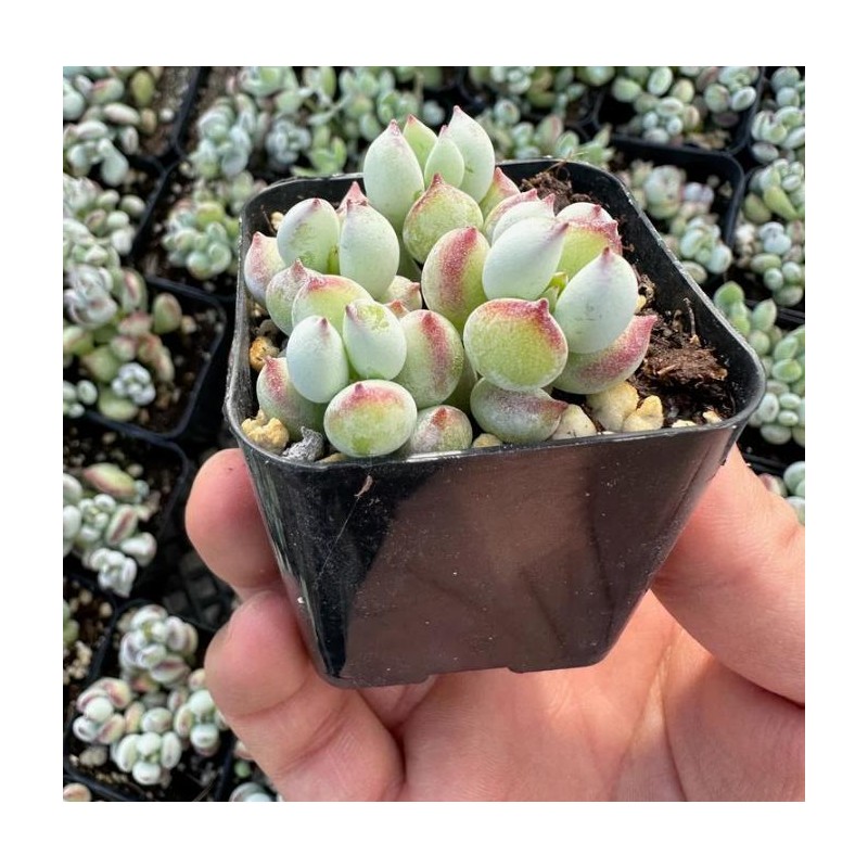 Live Cotyledon Pendens Plant - Trailing Succulent - Cliff Cotyledon
