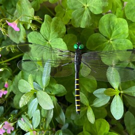 8 Pack Dragonfly Clip Dragonfly Clips Black Dragon Fly Hat Clip Artificial Realistic 3D Dragonflies Garden Stakes Decor for Indoor Outdoor (4 Dots+4 Stripes Dragonfly)