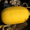 Organic Vegetable Spaghetti Squash - 1/4 LB ~700 Seeds -