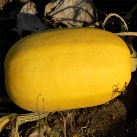 Organic Vegetable Spaghetti Squash - 1/4 LB ~700 Seeds - Non-GMO, Open Pollinated, Heirloom, Vegetable Gardening Seeds - Winter Squash