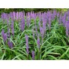 Super Blue Liriope Muscari - 50 Bare Root Plants -