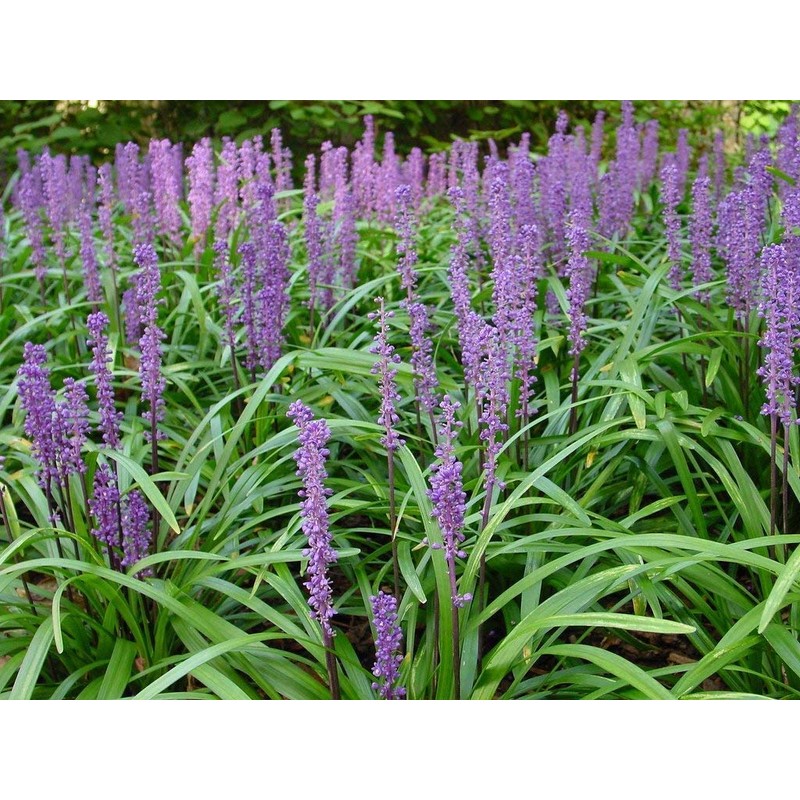 Super Blue Liriope Muscari - 50 Bare Root Plants -