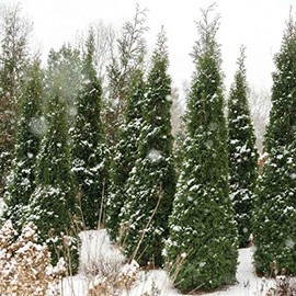 North Pole® Thuja occidentalis 'Art BOE' USPP 22,174, Can 3,912