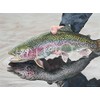 Hi-Look Microfiber Cleaning Cloth - Rainbow Trout