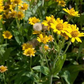 NEAL'S YARD REMEDIES Shoulder Relief Salb 0.4 oz (10 g) (Solid Oil for Body) Rosemary, Ginger