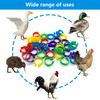DHER A pack of 40 poultry anklets in 5 colours,