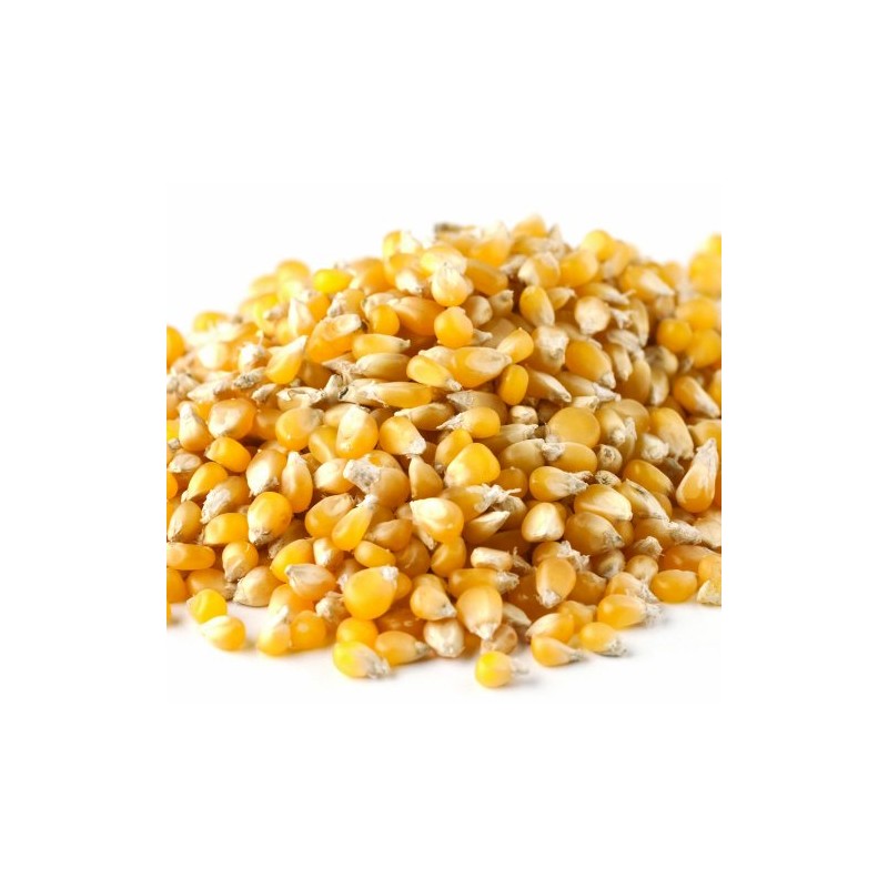 Yankee Traders Lady Finger Popcorn, 3 Pound