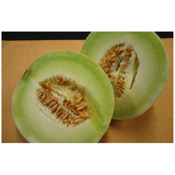 PREMIER SEEDS DIRECT - Melon - Honeydew - 100 Finest Seeds