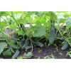Seeds Rare Cucumber Titus F1 Early Pickling Vegetable for Planting