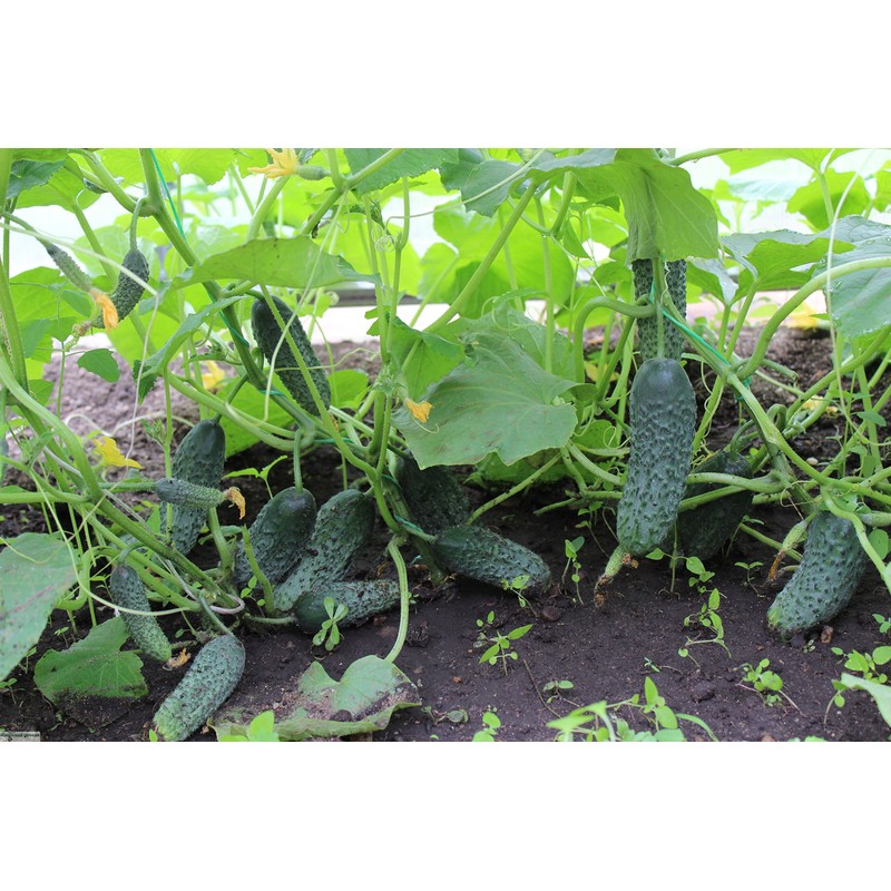 Seeds Rare Cucumber Titus F1 Early Pickling Vegetable for Planting