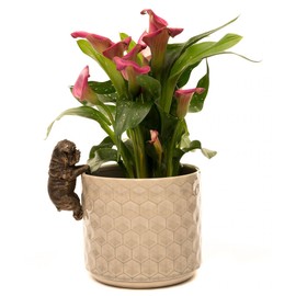 Pot Buddies Decorative British Bulldog Pot Hanger Ornament - Bronze Color