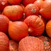 Squash Seeds - Winter - Gold Nugget - 4 g