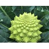 Seeds Romanesco Broccoli Beautiful Cabbage Heirloom Vegetable Non GMO