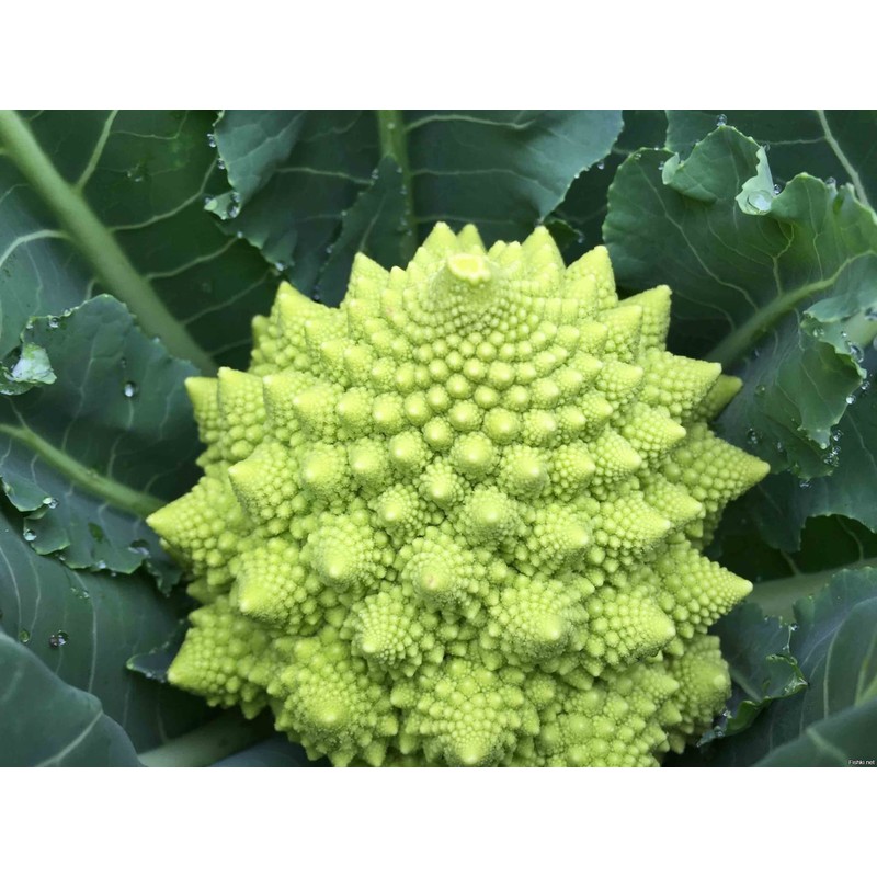 Seeds Romanesco Broccoli Beautiful Cabbage Heirloom Vegetable Non GMO