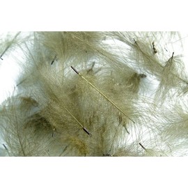 Hareline Dubbin Fishing Hook - 1/0, CDC (Cul de Canard) Feathers, OLIVE, For Trout Fly Tying, 1 Piece