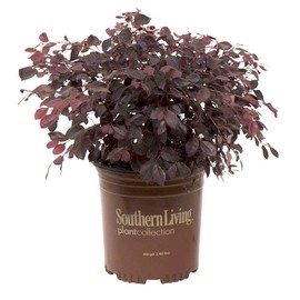 Purple Diamond Loropetalum (2.5 Quart) Flowering Evergreen Shrub with Purple Foliage and Pink Blooms - Full Sun to Part Shade Live Outdoor Plant - Southern Living Plants