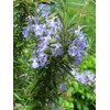 Rosemary (Rosmarinus Officinalis) Organic – Approx. 50 Seeds
