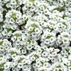 Park Seed Clear Crystal White Sweet Alyssum Seeds - Pack of 1000 Seeds, Fragrant White Blooms, Compact Growth, Perfect for Containers, Borders, and Hanging Baskets