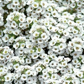 Park Seed Clear Crystal White Sweet Alyssum Seeds - Pack of 1000 Seeds, Fragrant White Blooms, Compact Growth, Perfect for Containers, Borders, and Hanging Baskets