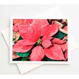 Sunshine Expressions Blooming Flowers - Pink Poinsettias - Photographic High-End Linen Note Cards 16 w/18 Matching Envelopes, Boxed Set (4.25"x 5.50") Blank Inside - Made in USA