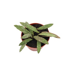 Rare Collectible Hoya Sigillatis (Narrow Form) 4" from California Tropicals