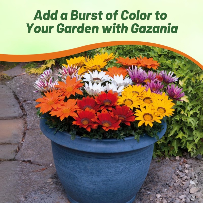 Outsidepride Kiss Mix Gazania Seeds for Planting – 25 Pcs