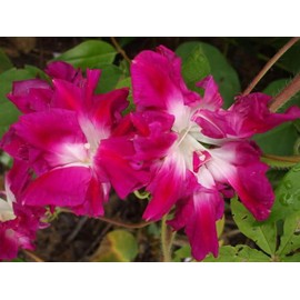 Sunrise Serenade Morning Glory Premium Seed Packet