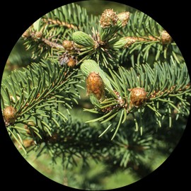 Living Libations Christmas Tree Essential Oil, 5ml