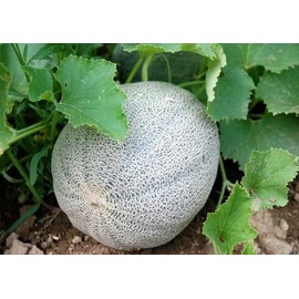 50 Minnesota Midget Cantaloupe Seeds for Planting Heirloom Non GMO 1.5+ Grams Garden Vegetable Bulk Survival Hominy
