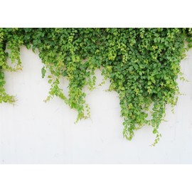 CORFOTO 7x5ft Fabric Green Ivy Leaves Backdrop Green Ivy Plants Photography Background Greenery Backdrops for Party Wedding Photos Baby Shower Birthday Portrait Photo Studio Props