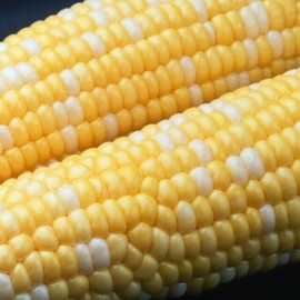 peaches & cream 500+ Peaches and Cream Sweet Corn Seeds - Heirloom - Non Gmo