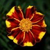 Mixed Marigold Seeds Flower Plant Bonsai Home Decor 200 Pcs