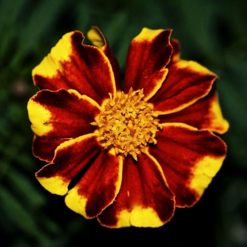 Mixed Marigold Seeds Flower Plant Bonsai Home Decor 200 Pcs