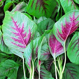 Amaranth Seeds - Green Leaf - Lu Hsien - 3 g Packet ~1500 Seeds - Non-GMO, Heirloom - Foliage, Microgreens & Grain