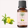 RADANYA Ayurveda RADANYA Ayurveda Evening Primrose Carrier Oil 100% Pure