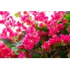 Liven Home & Decor Bugambilia Artificial Flor Rama Decoración Vara