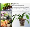 meindekoartikel 12 Orchid Pots for Orchids Plastic Transparent (Diameter 11.5
