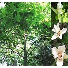 MySeeds.Co Big Pack Survival Flower Fruit Garden Seeds, Exotic Rare Non-GMO and Heirloom Variety Limited Quantity, You Choose The Color (Magnolia Big Leaf)