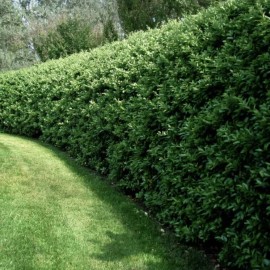 Shrubs Privet Bush/Hedges - 18” 3-Pack Tall Bareroot Plants - Ligustrum x ibolium